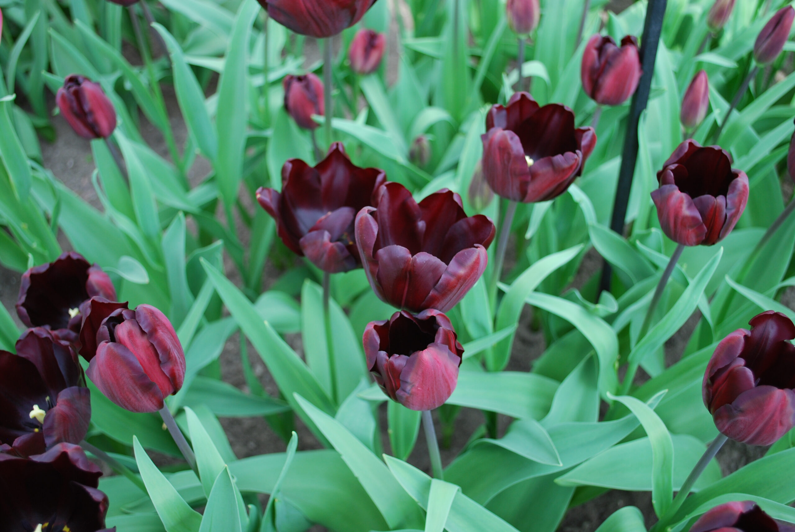 Tulip Continental