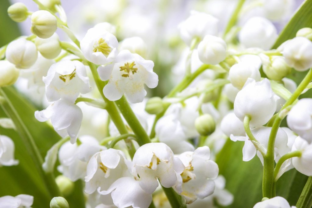 Spring’s Best-Kept Secret: The Symbolism of Lily of the Valley Across Cultures