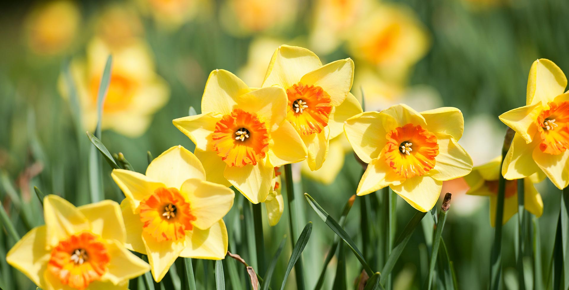 Daffodils / RHS Gardening