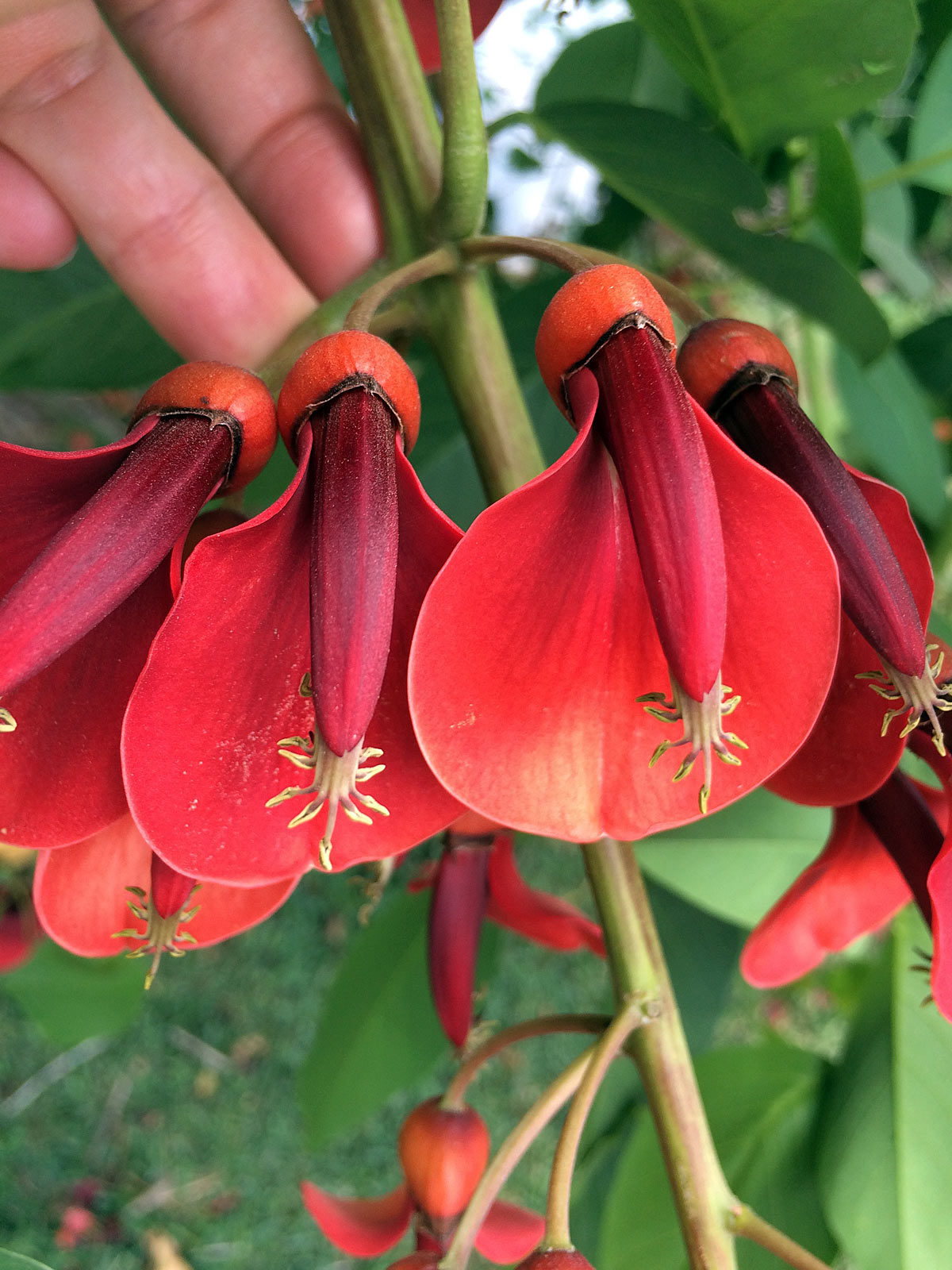 Erythrina crista-galli – Susan Rushton