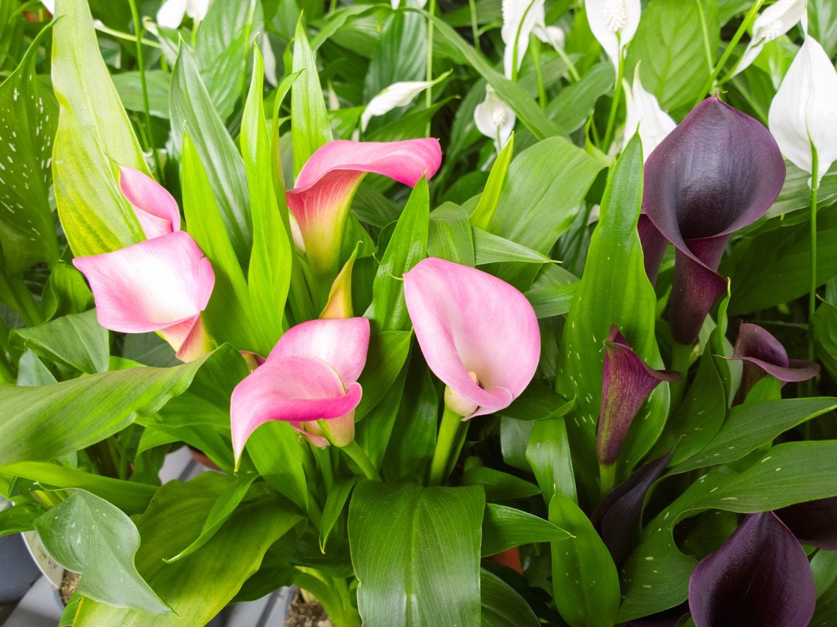 Top 10 Questions About Calla Lily Plants | Gardening Know How