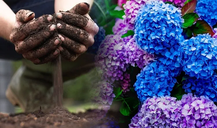 Fertilizing Hydrangeas with Coffee Grounds: Boost Blooming!