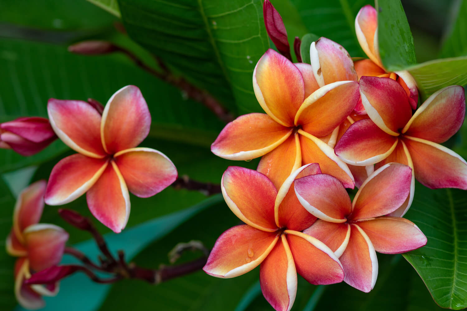 Frangipani: how to plant & propagate - Plantura