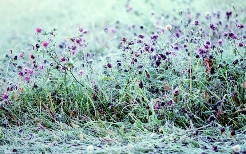 Frost Dates | American Meadows