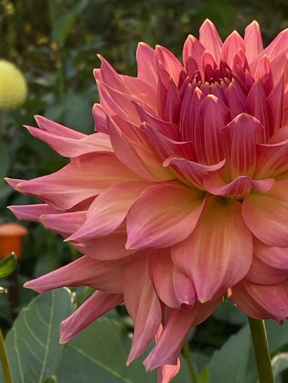 JUST PEACHY — Dahlia Obsession