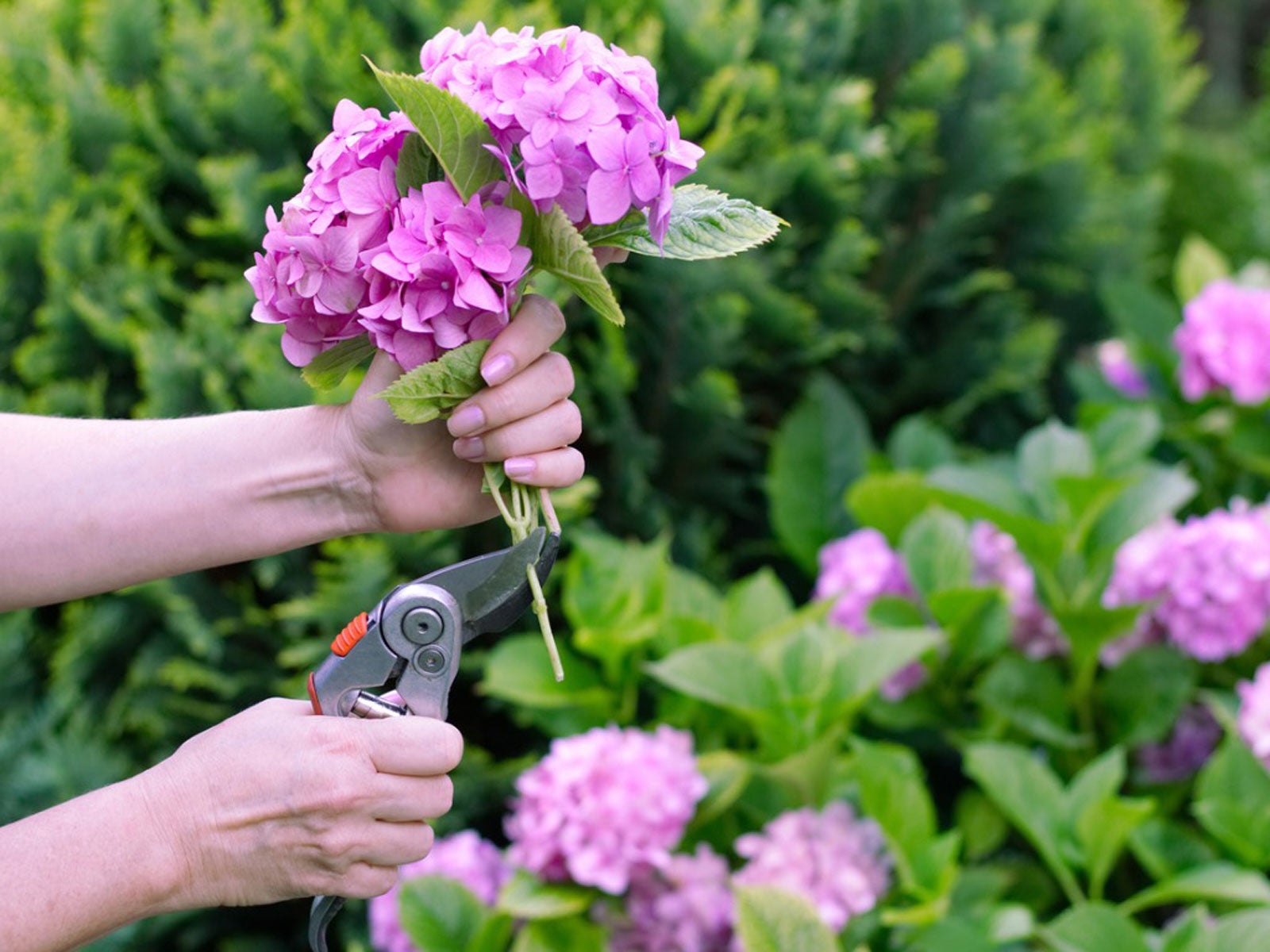 Fall Hydrangea Pruning: When Should You Prune Hydrangeas | Gardening Know How