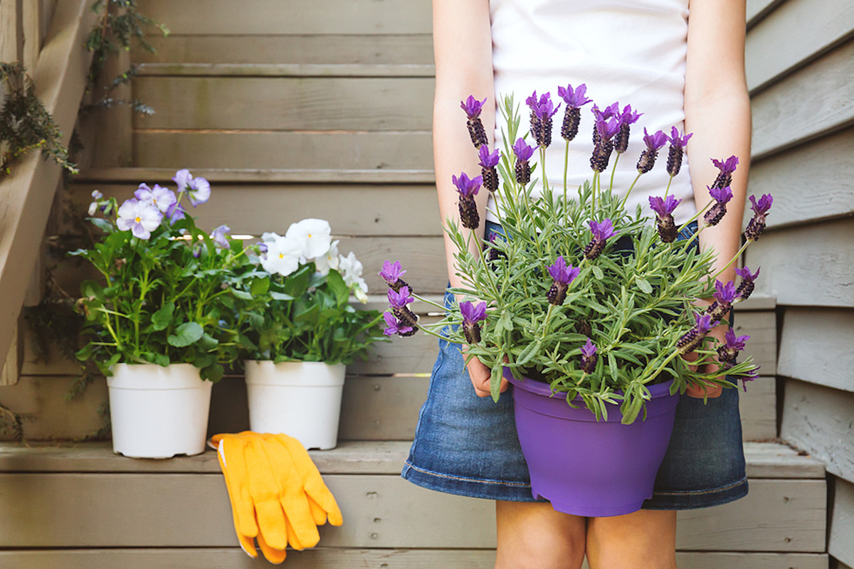 6 Tips for Growing Fragrant Lavender in Pots - Clean Green Simple