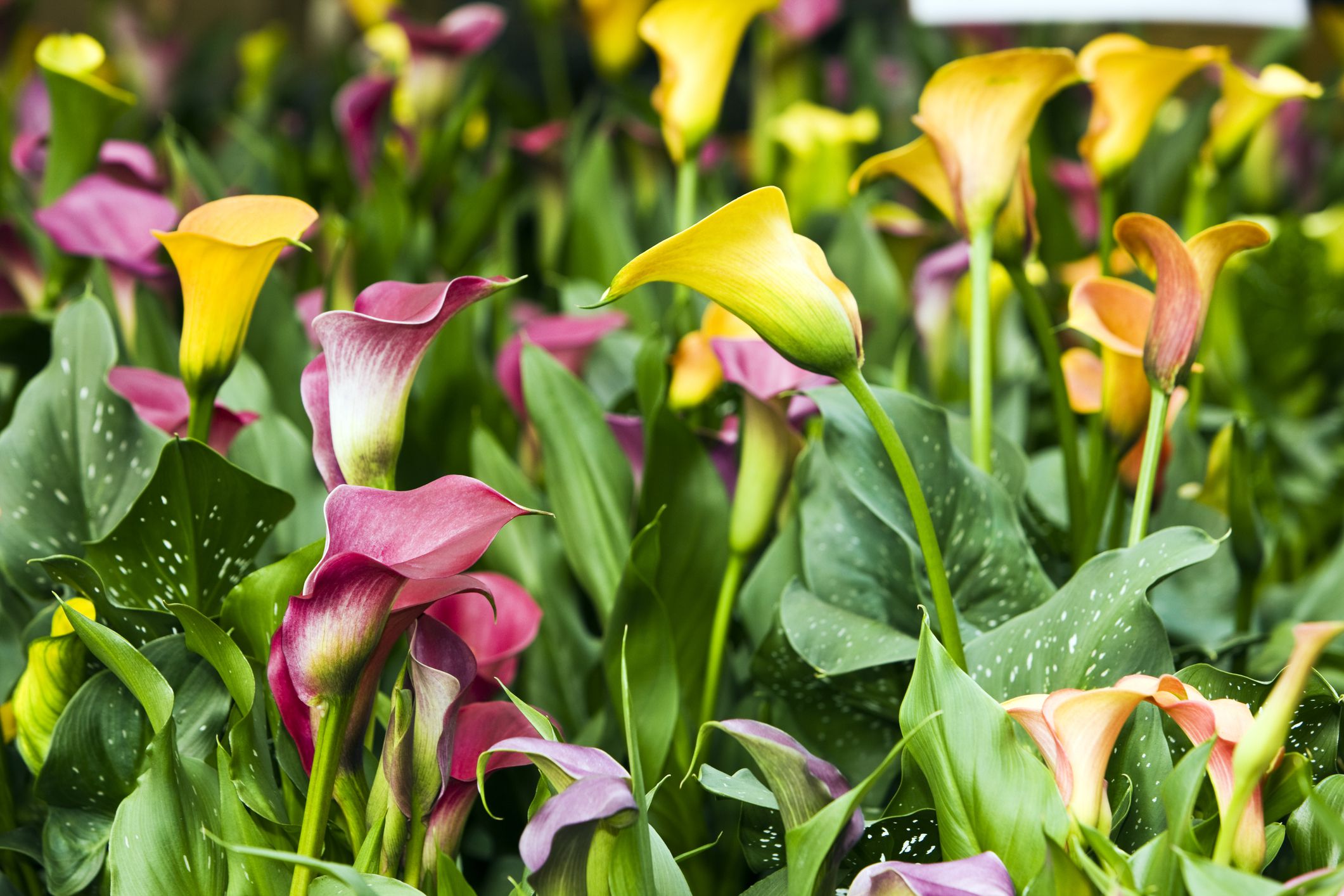 How to Grow and Care for Calla Lilies