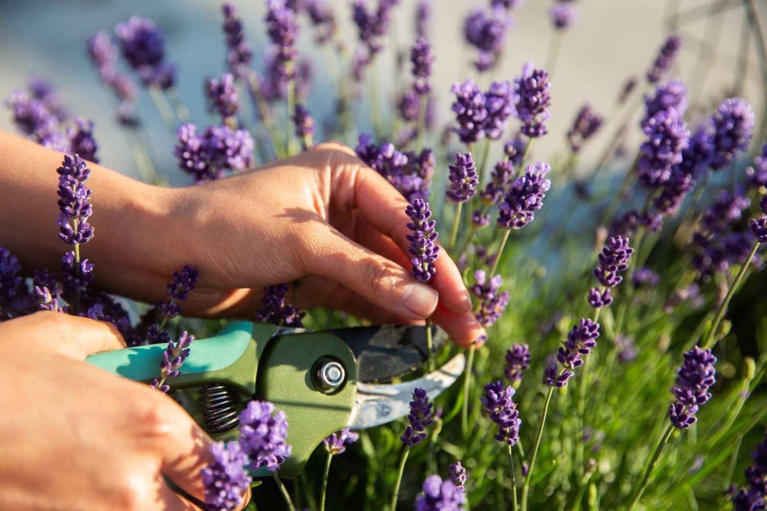 How to Prune Lavender Plants in Every Season