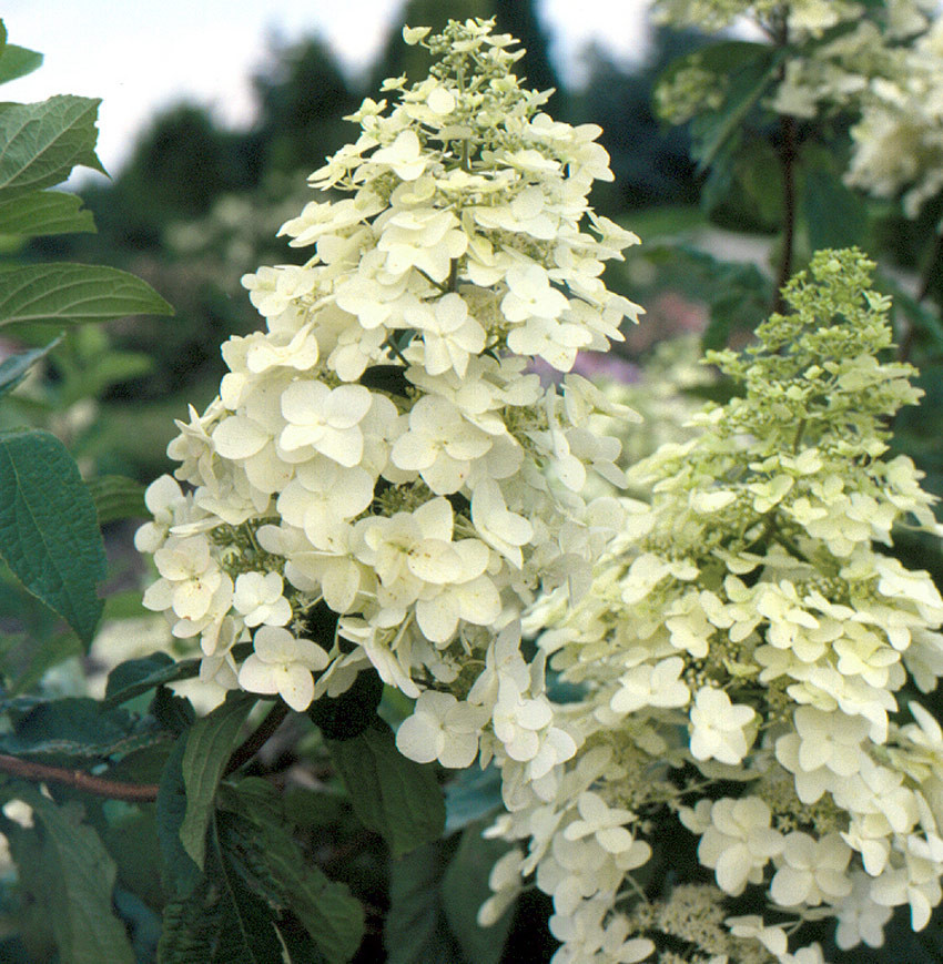 HYDRANGEA paniculata ´Unique´ | Laubgehölze | Sortiment/Shop | Kordes  Jungpflanzen