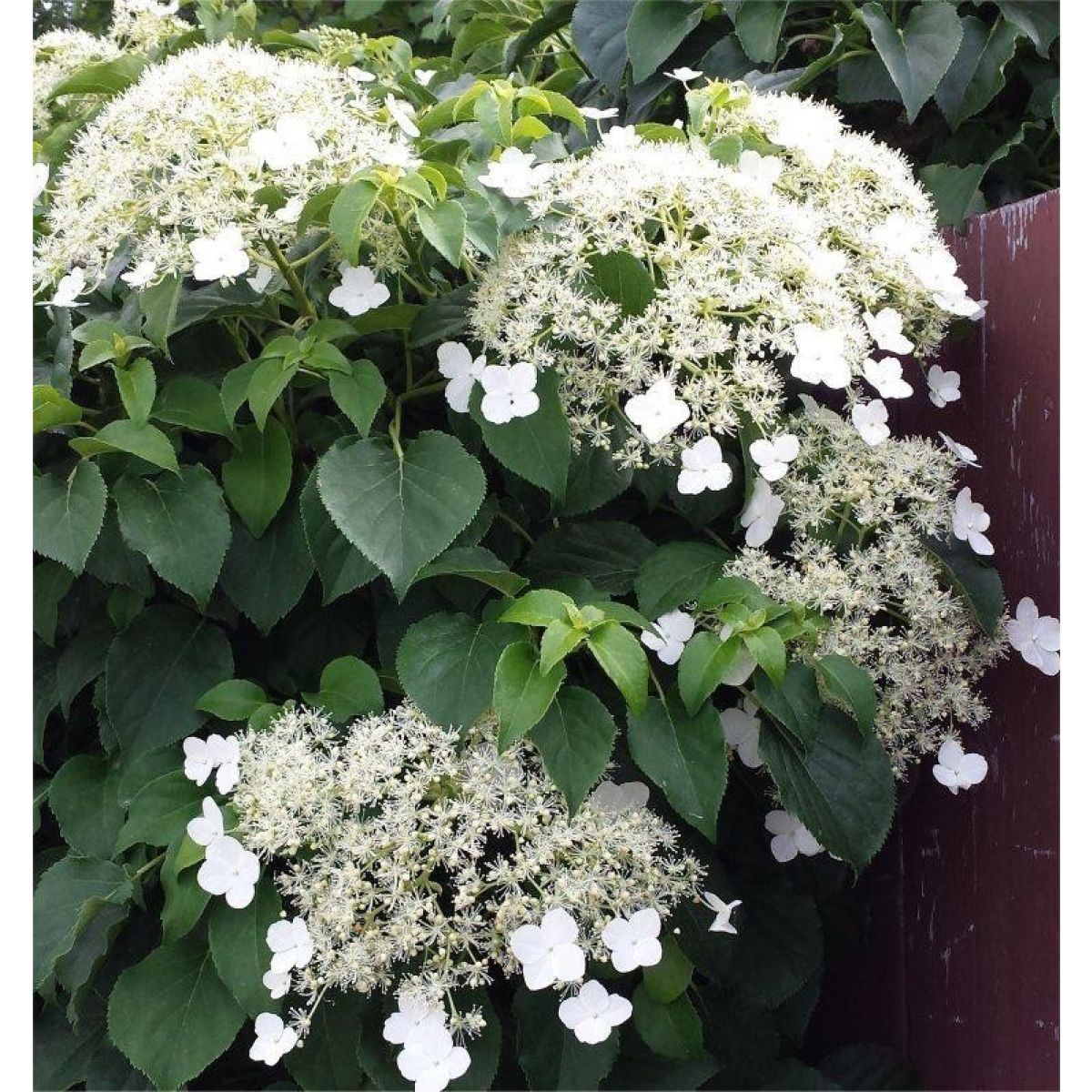 Hydrangea anomala petiolaris - Climbing Hydrangea - circa 80-100cms tall