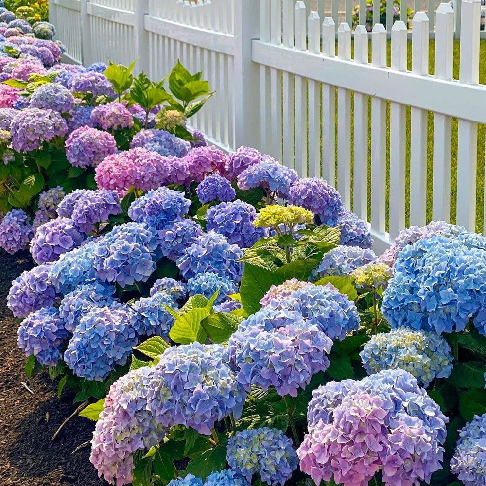 Hydrangea macrophylla | Pink Blue Sunset - forest + field