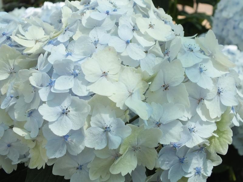 Hydrangea macrophylla 'Madame Emile Mouillère'