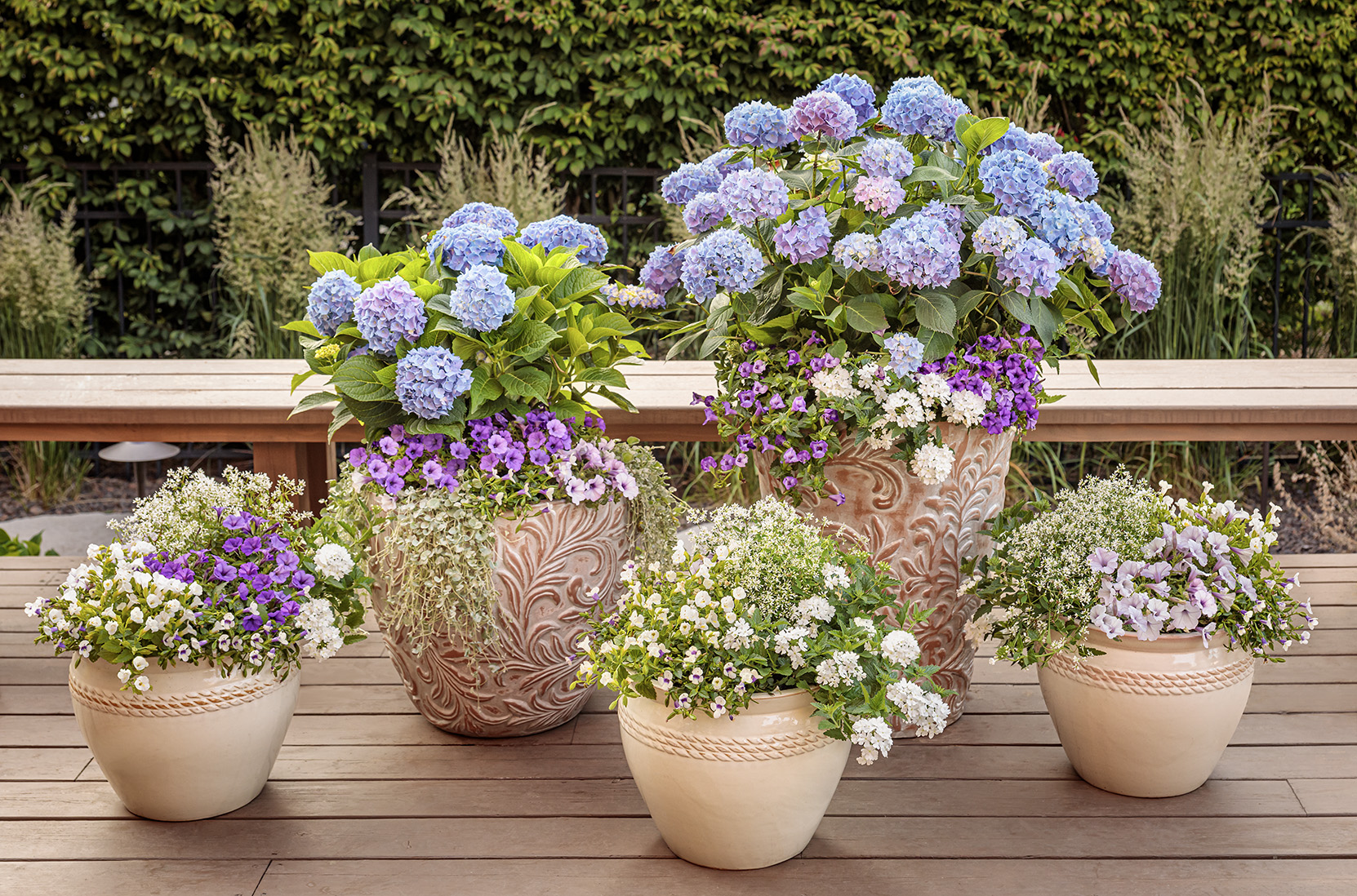 How to Grow Hydrangeas in Pots - Potted Hydrangea Care | Proven Winners