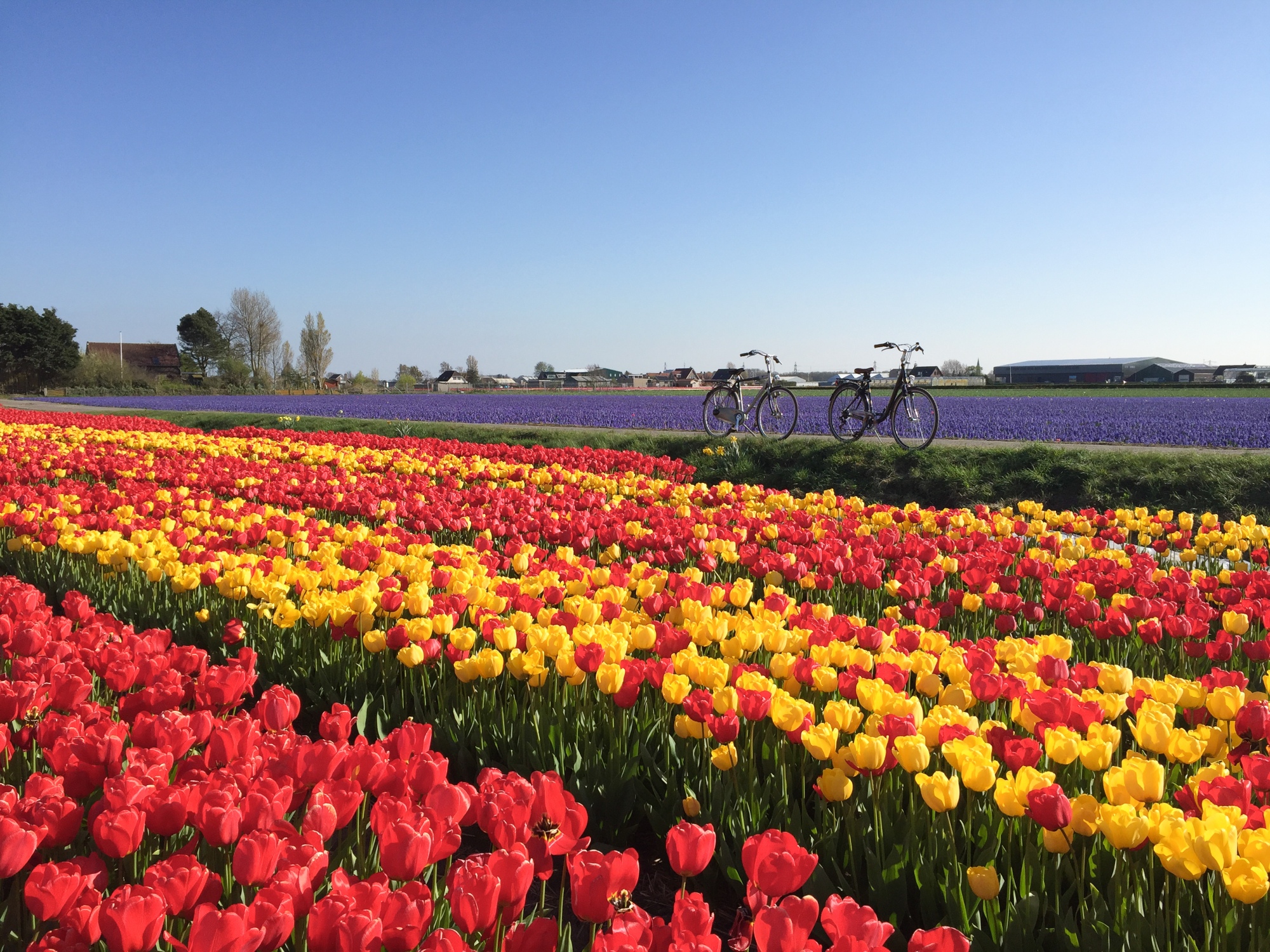 The Dutch Tulip Fields by Bike – Where The Snows Go