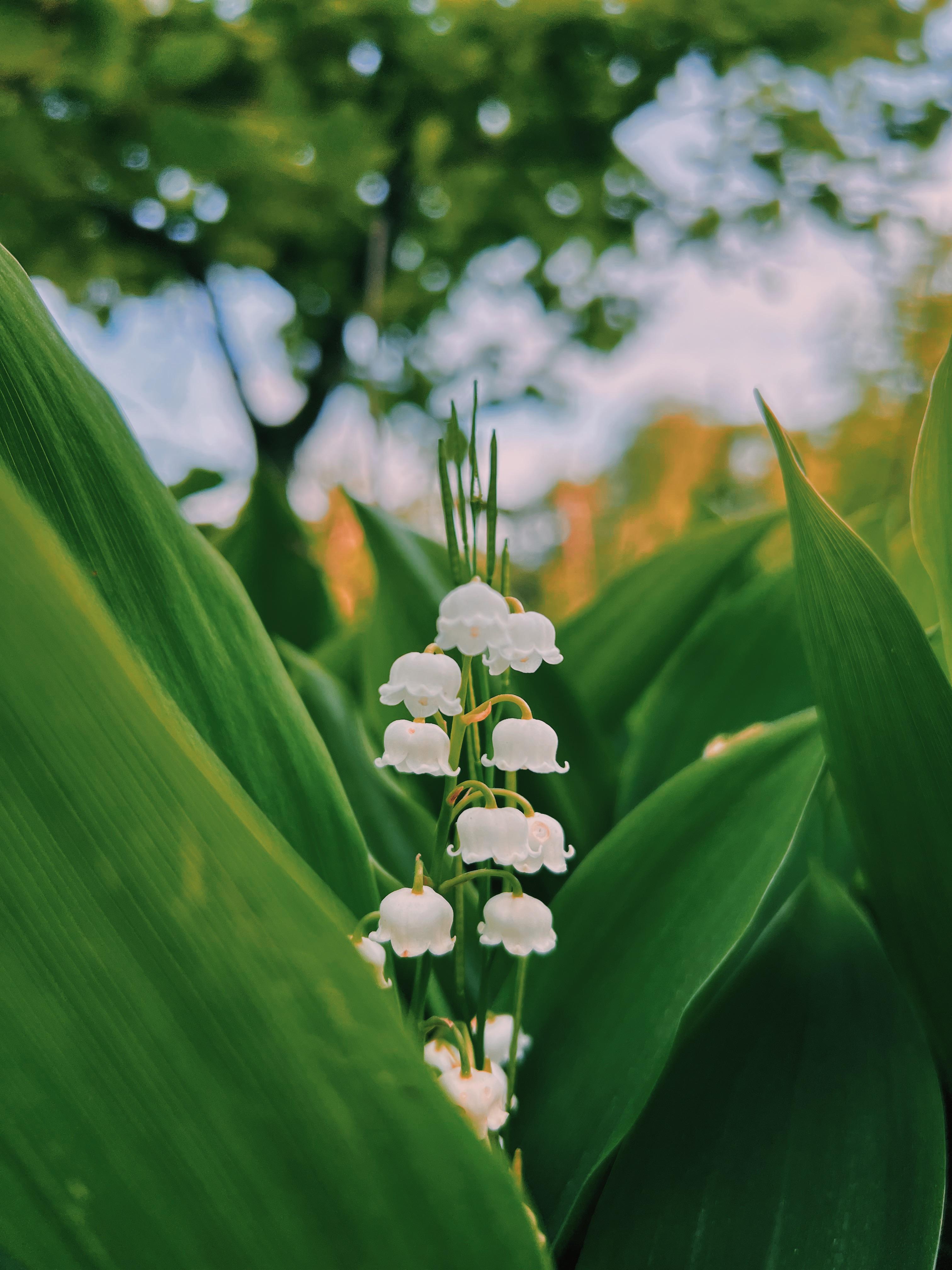 Lily of the valley : r/iPhoneography