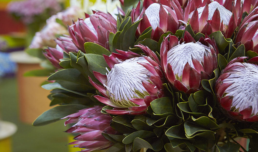 King Proteas: Nature’s Crown Jewels with Ancient Roots and Modern Appeal