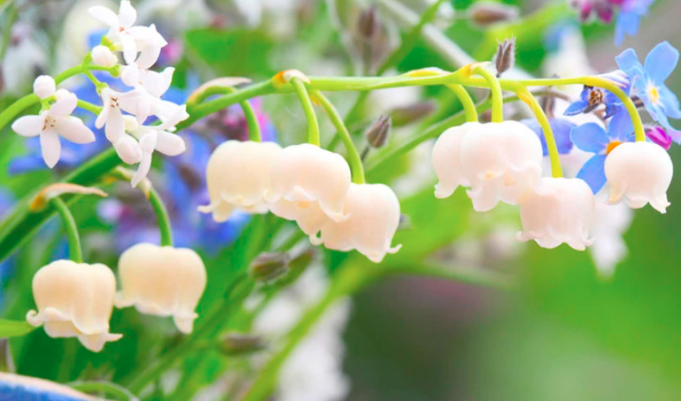 Lily of the Valley: How to Grow and Care with Success