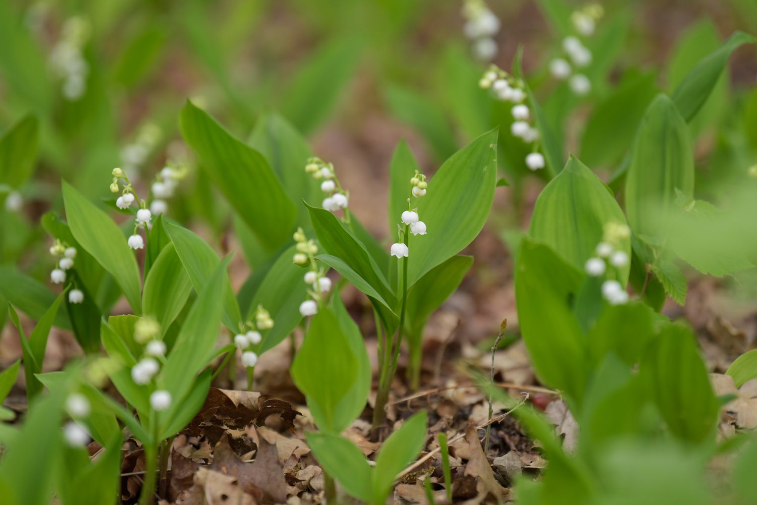 How to Grow and Care for Lily of the Valley