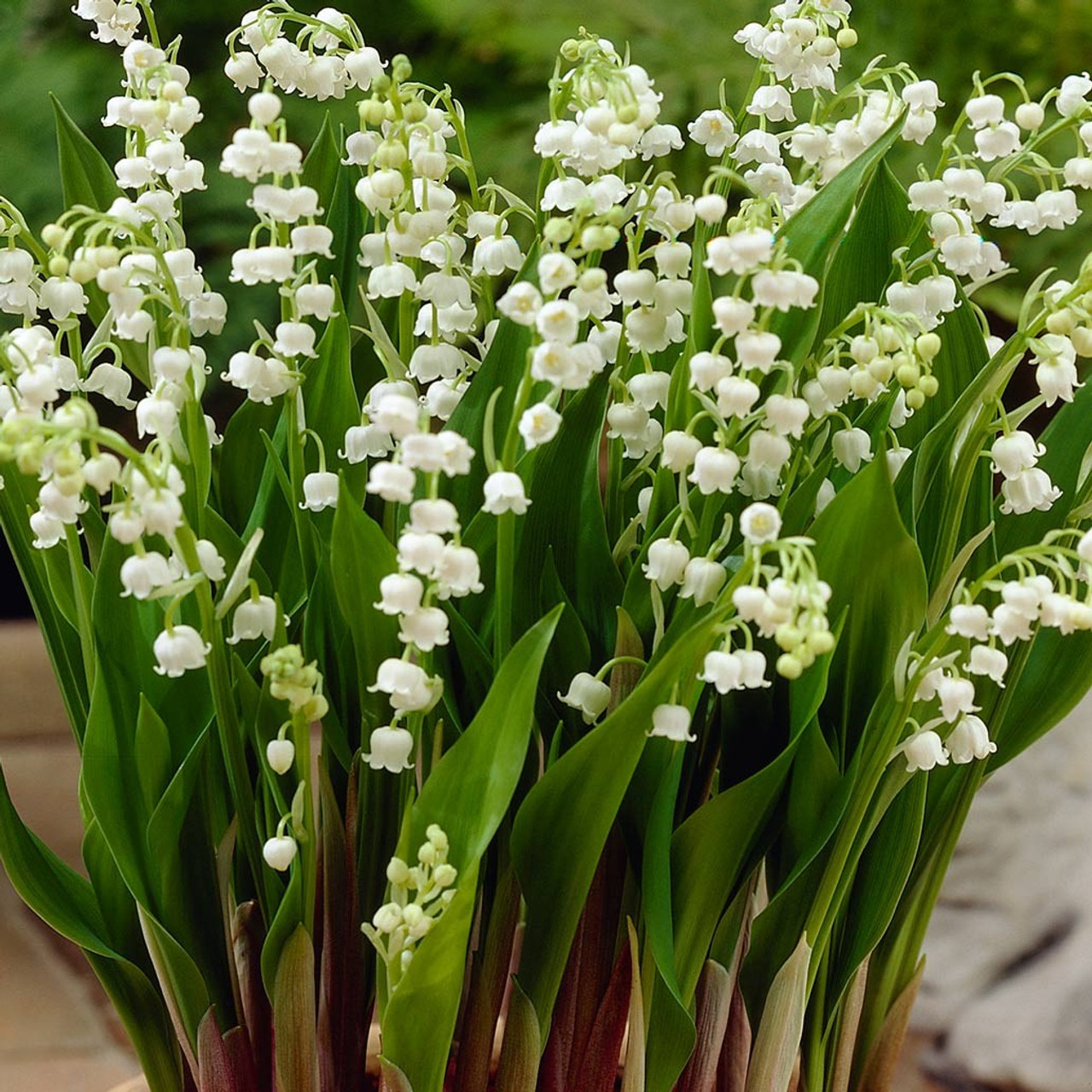 Buy Lily of the Valley | Convallaria Majalis For Sale Online