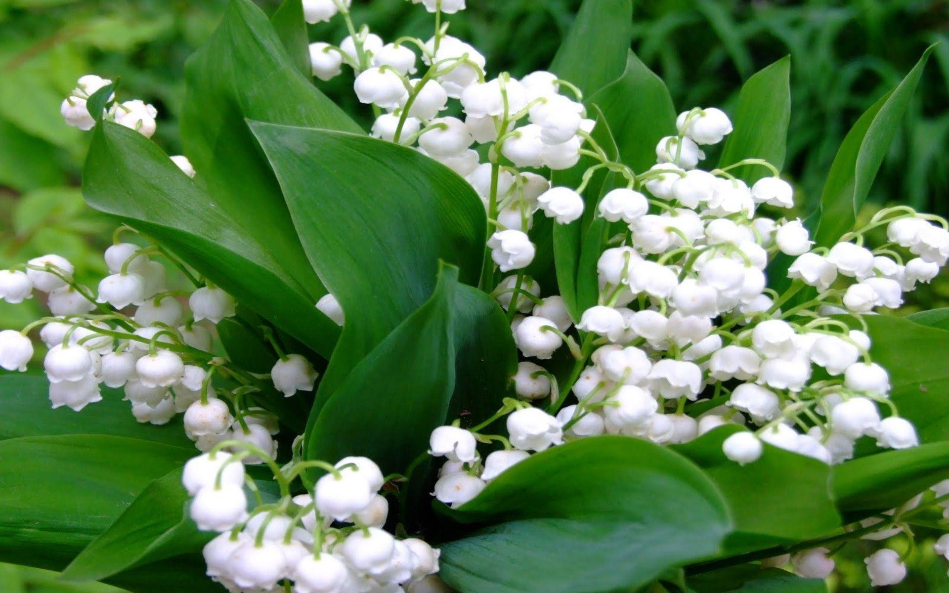 Lily of the valley (Convallaria majalis) — Yoga Judith