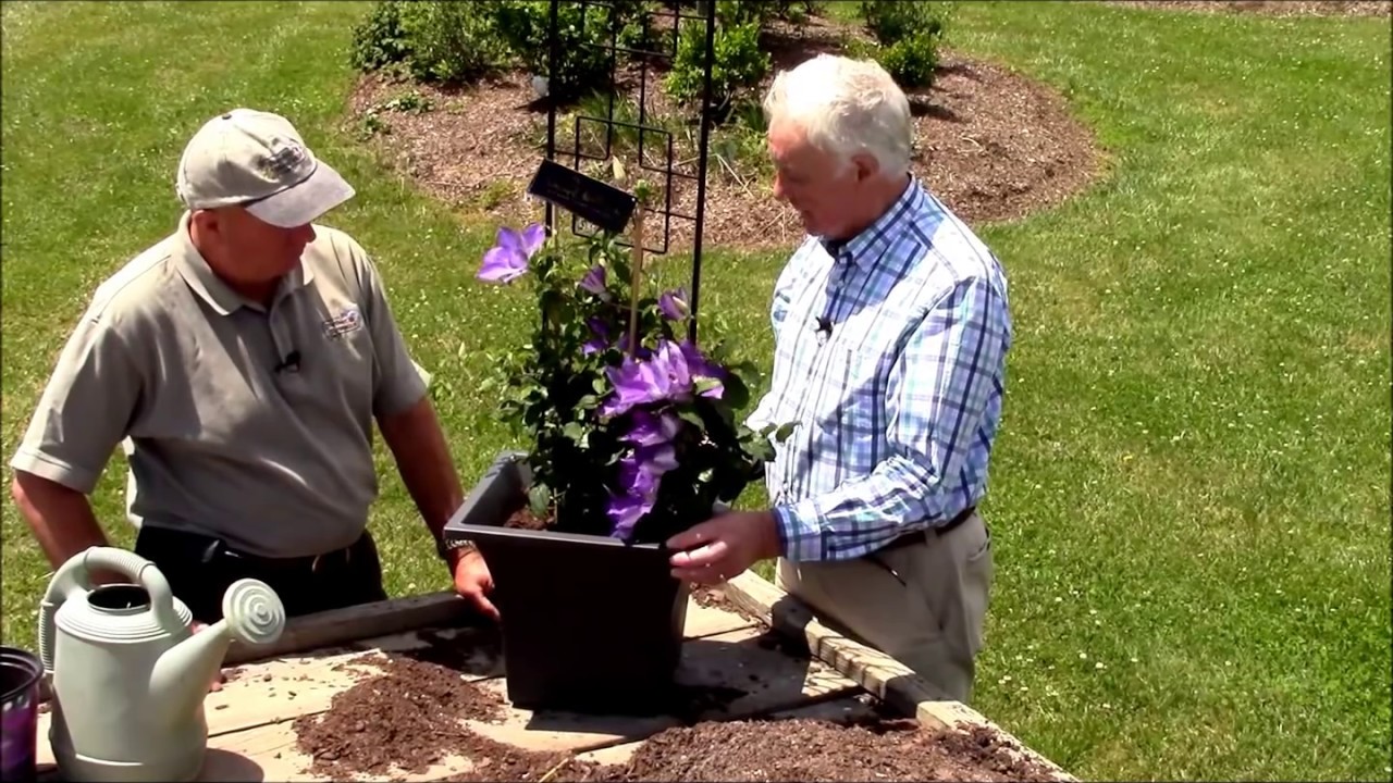 How to Grow Clematis in Containers//Tips from world authority on clematis,  Raymond Evison! - YouTube