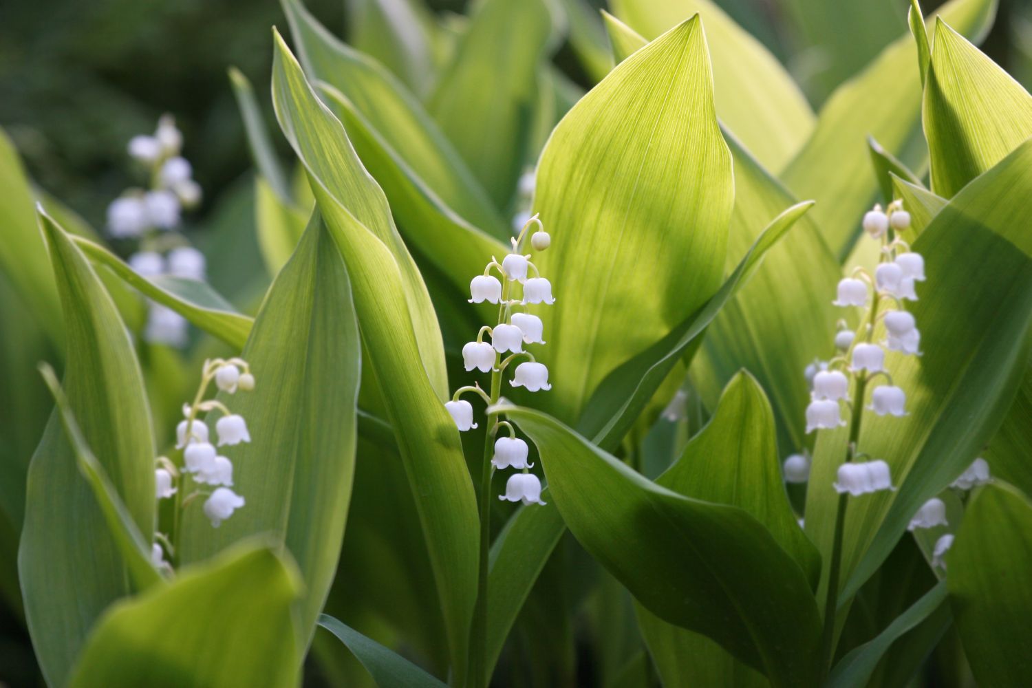 Lily of the valley: flowers, varieties & toxicity - Plantura