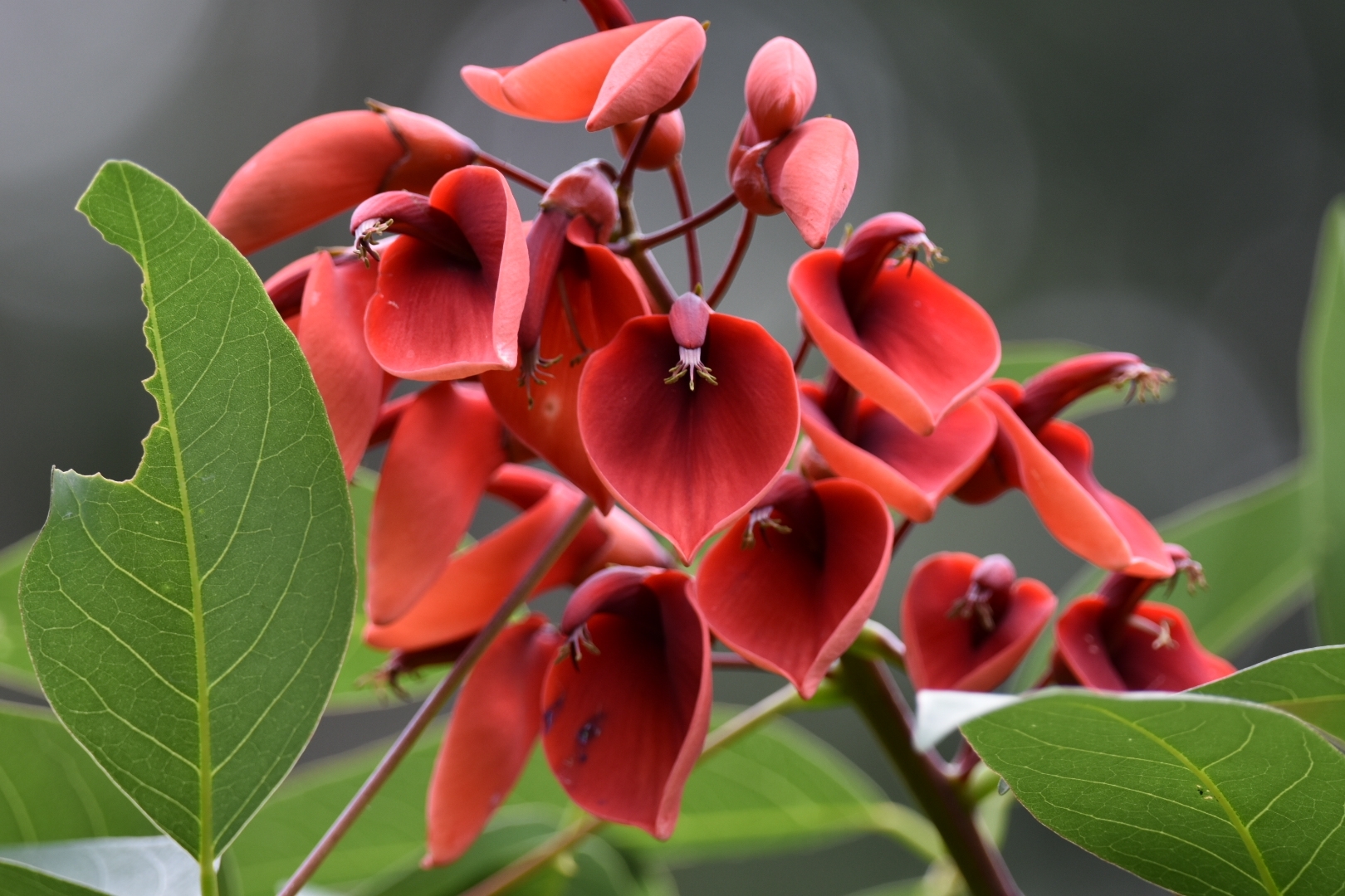 Cockspur coral tree (Erythrina crista-galli) · iNaturalist