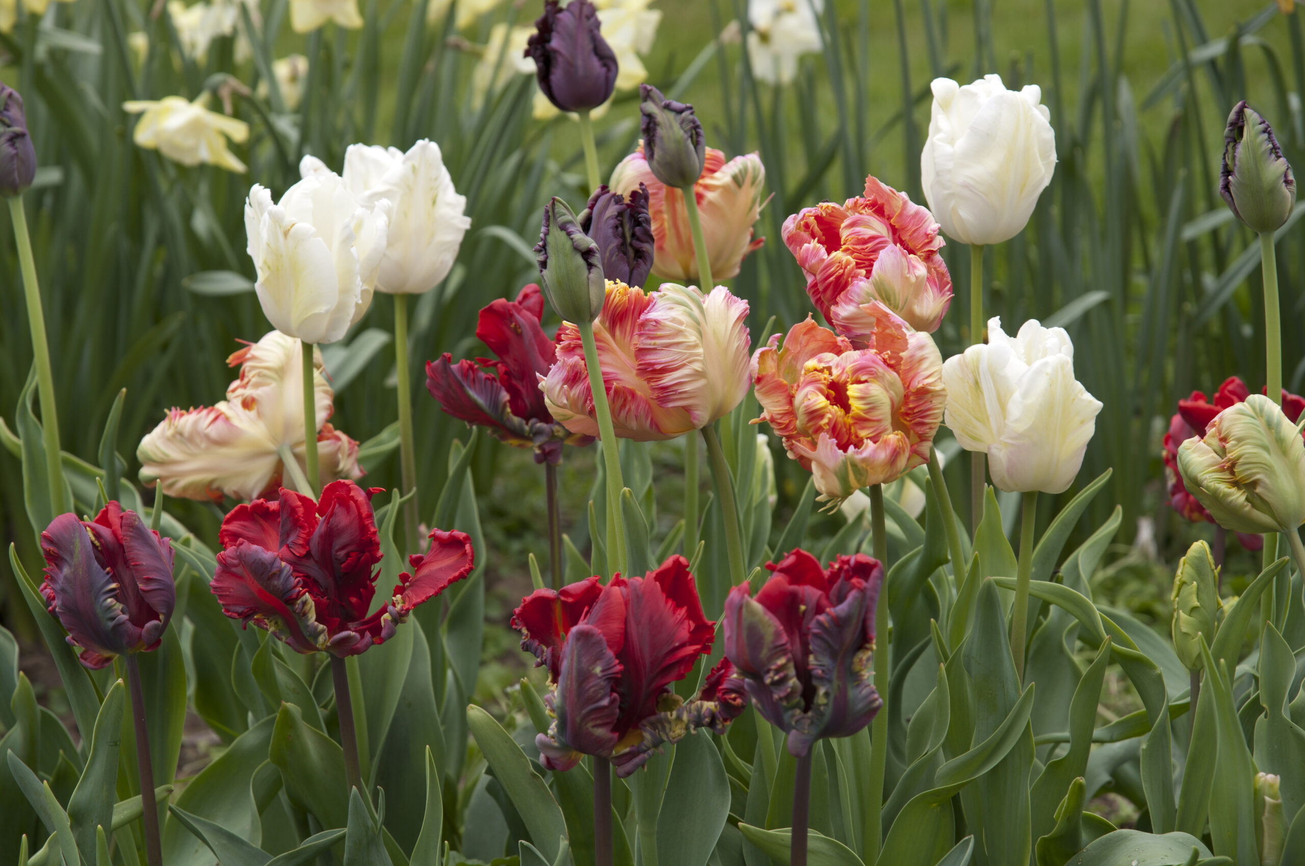 Tulip Parrot Mixture | Parrot Tulips | Gee Tee Bulbs UK