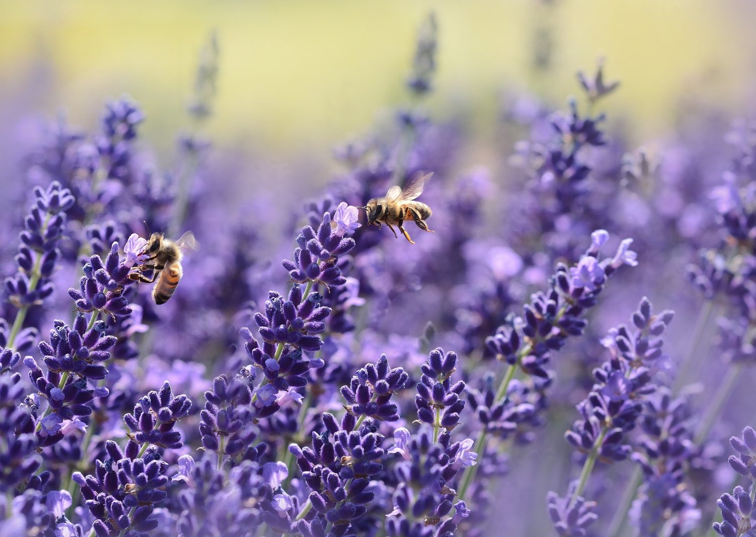 How to Grow and Use Lavender For Your Family — Daily Harvest Designs