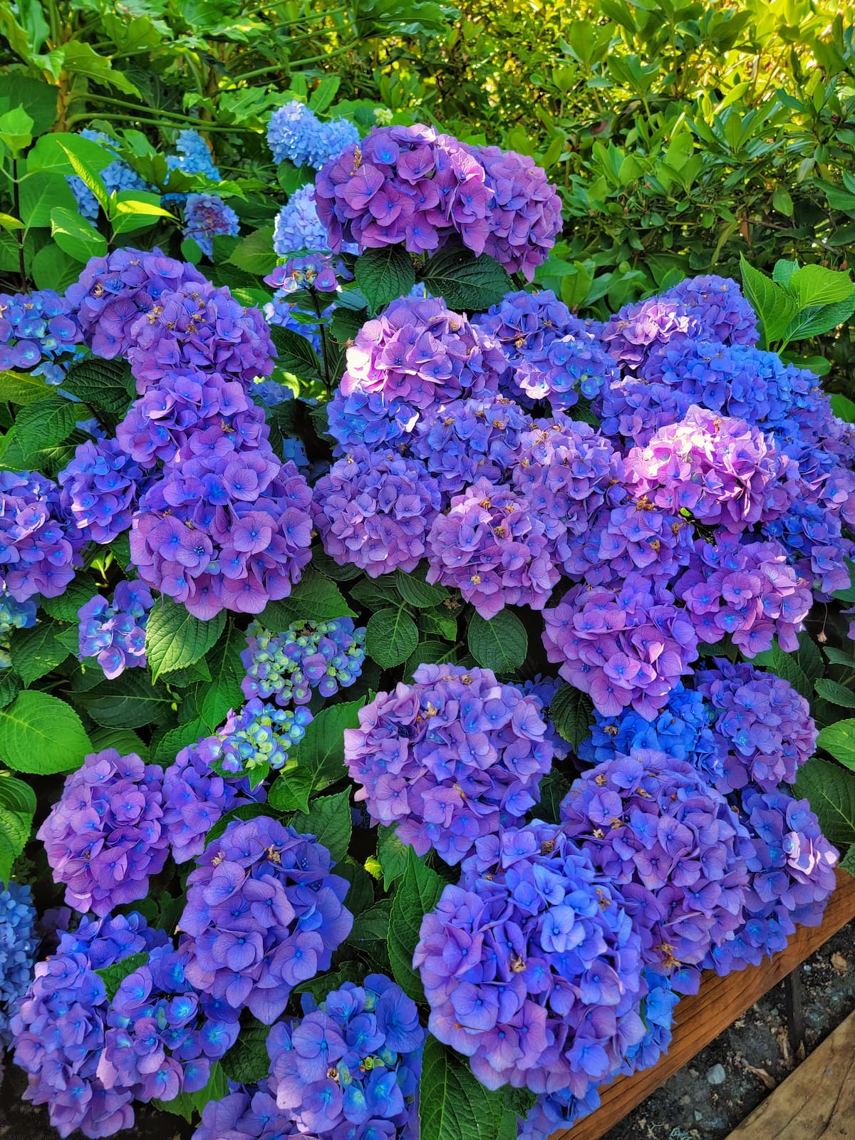 Ultimate Guide to Grow and Care for Hydrangeas for Beginners - Shiplap and Shells