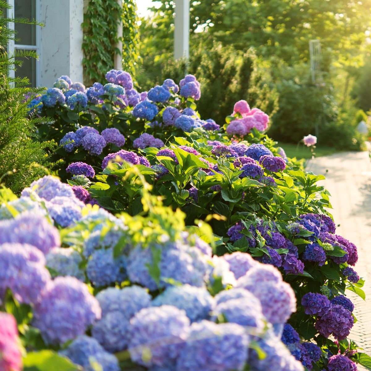 Best Hydrangea By Zone – Find The Right One For Your Climate | Gardening  Know How