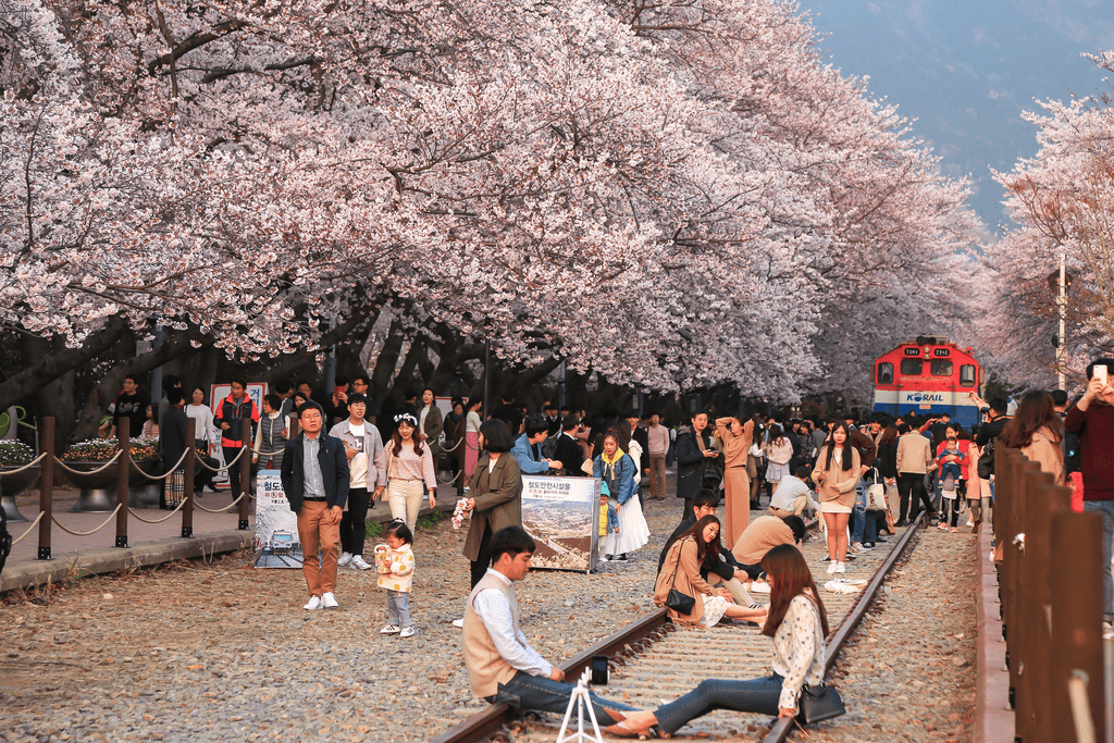 Hanami Festivals: How Japan Welcomes the Spring - Sakuraco