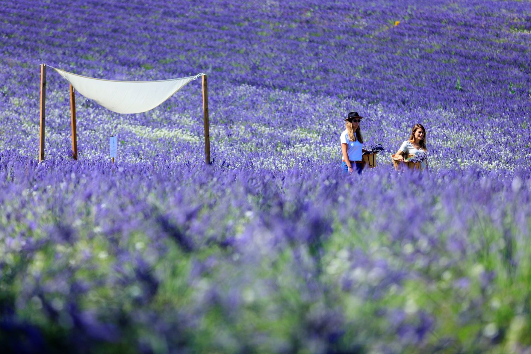 Lavender field visit at Terre Ugo