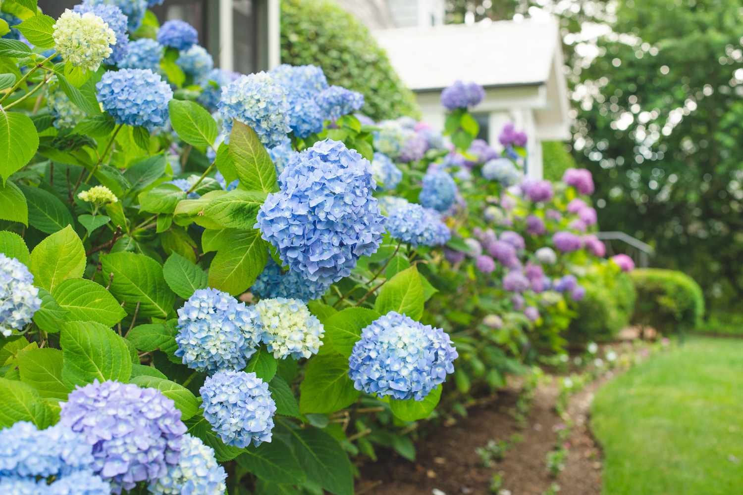 14 Beautiful Types of Hydrangea to Grow