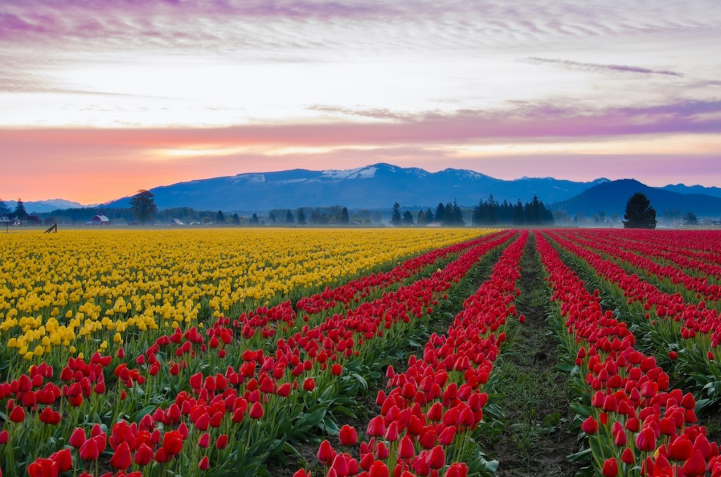 8 Best Tulip Festivals in the USA | Flower Shows You'll Treasure -TravelAwaits