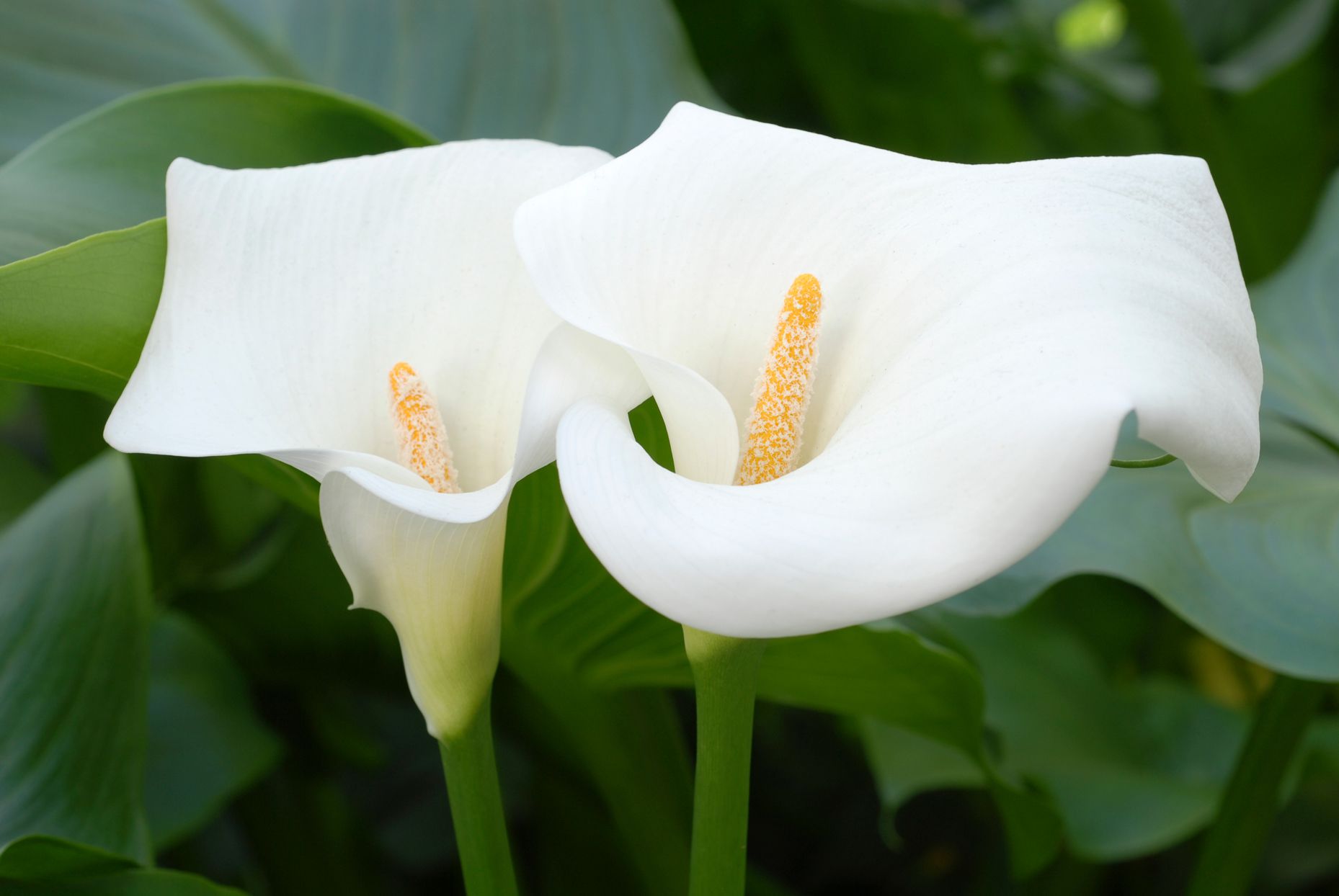 Growing and Caring for Calla Lilies: A Guide to Elegant Blooms