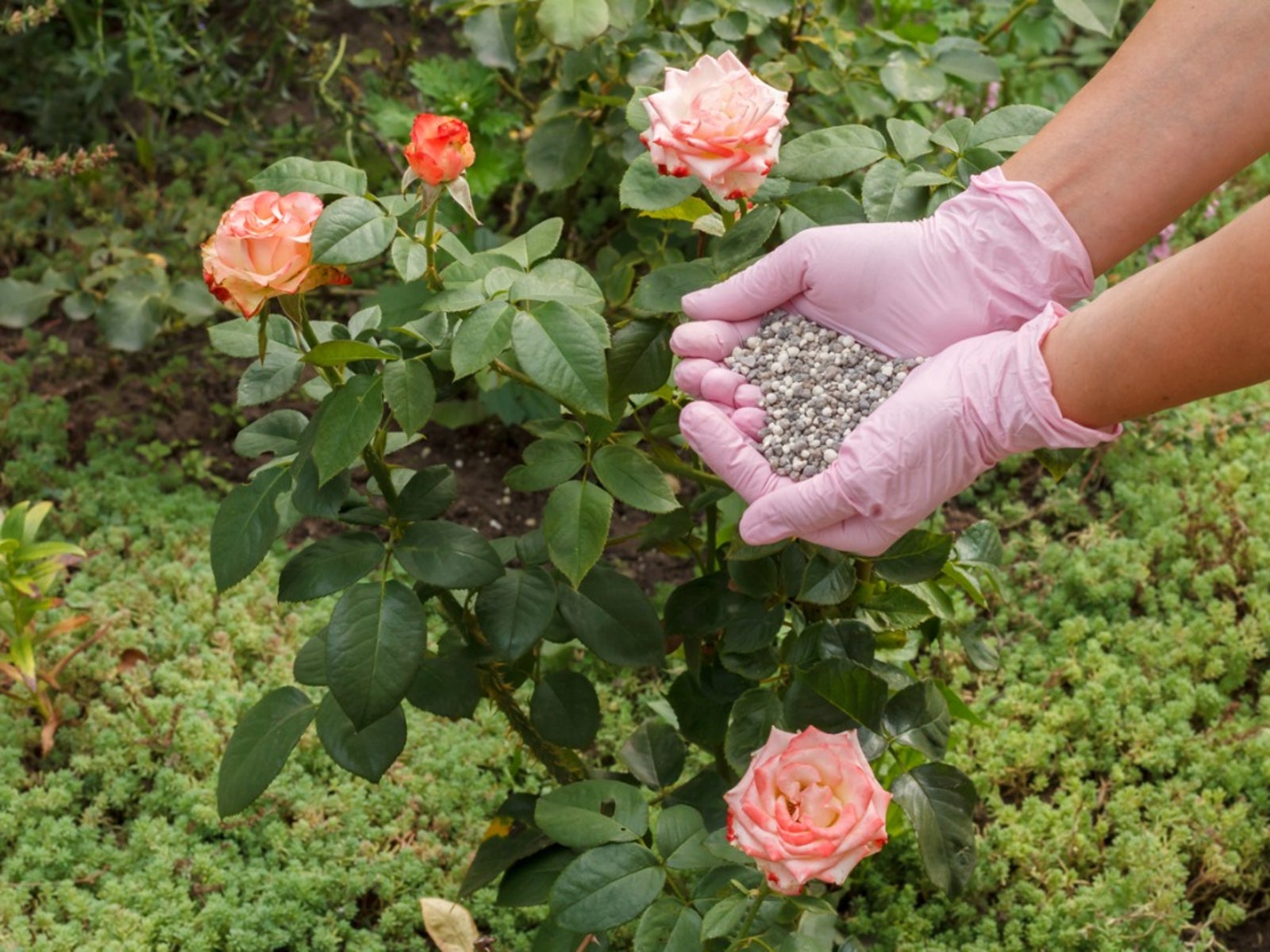 Rose Fertilizer: Learn How To Choose The Best Rose Fertilizer | Gardening  Know How