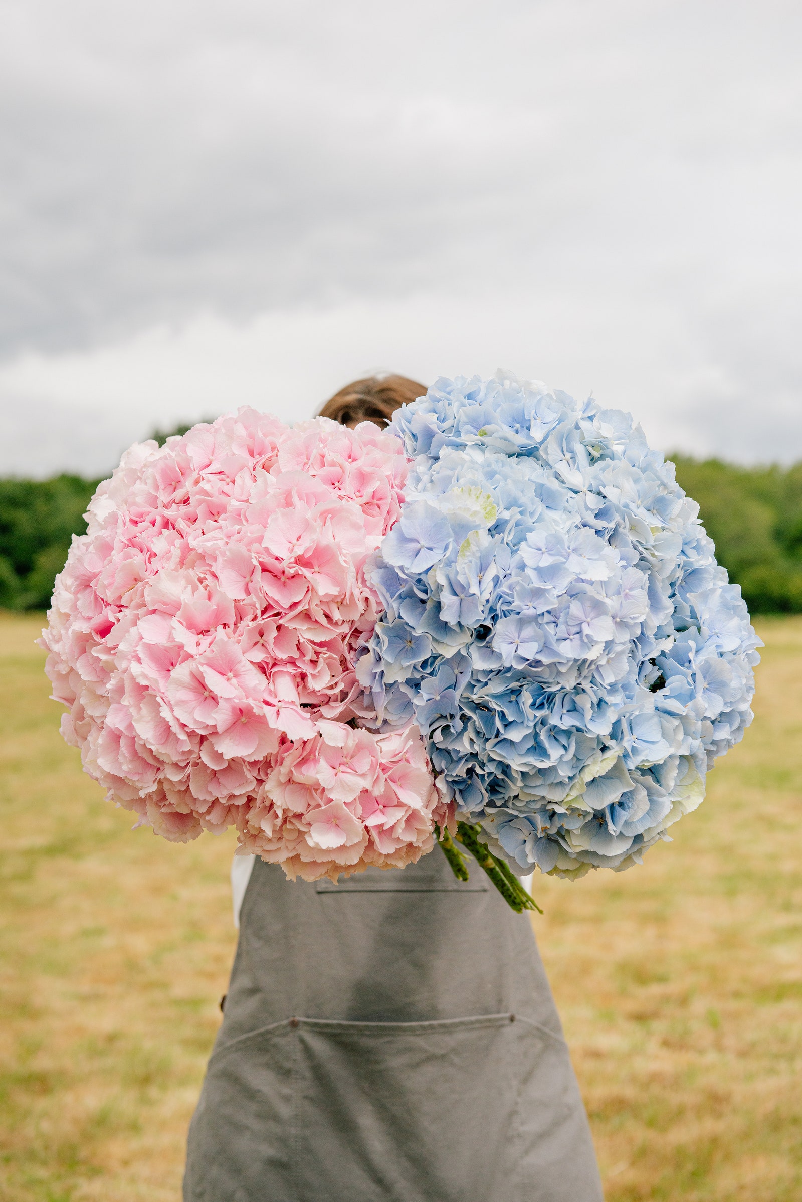 Hydrangeas | House & Garden