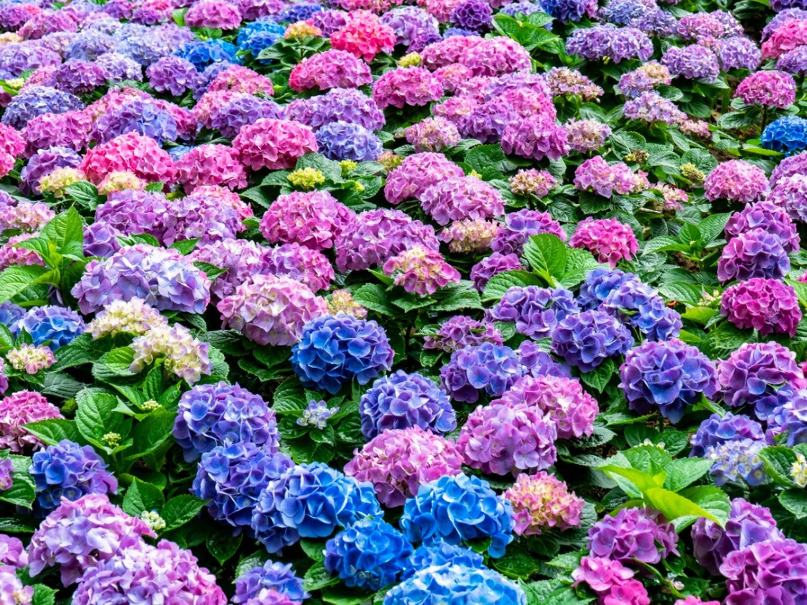 Unveiling the Mysteries Behind the Color-Changing Hydrangeas