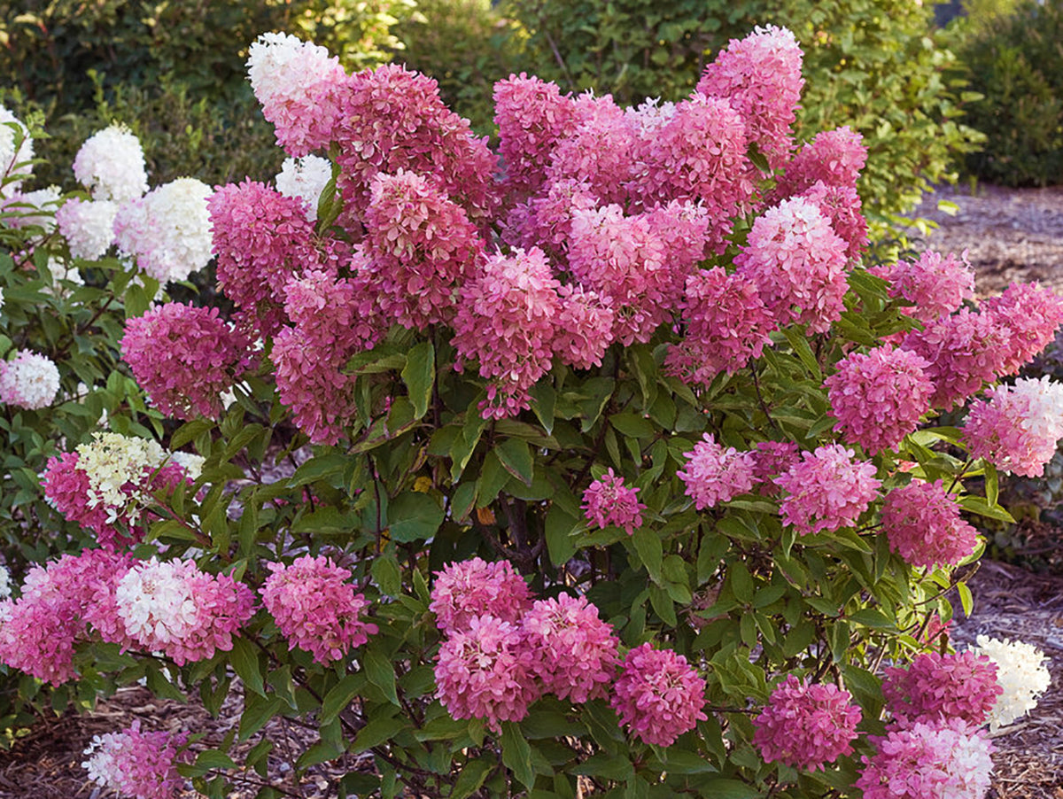 Hydrangea paniculata 'Zinfin Doll' – Singing Tree Gardens Nursery