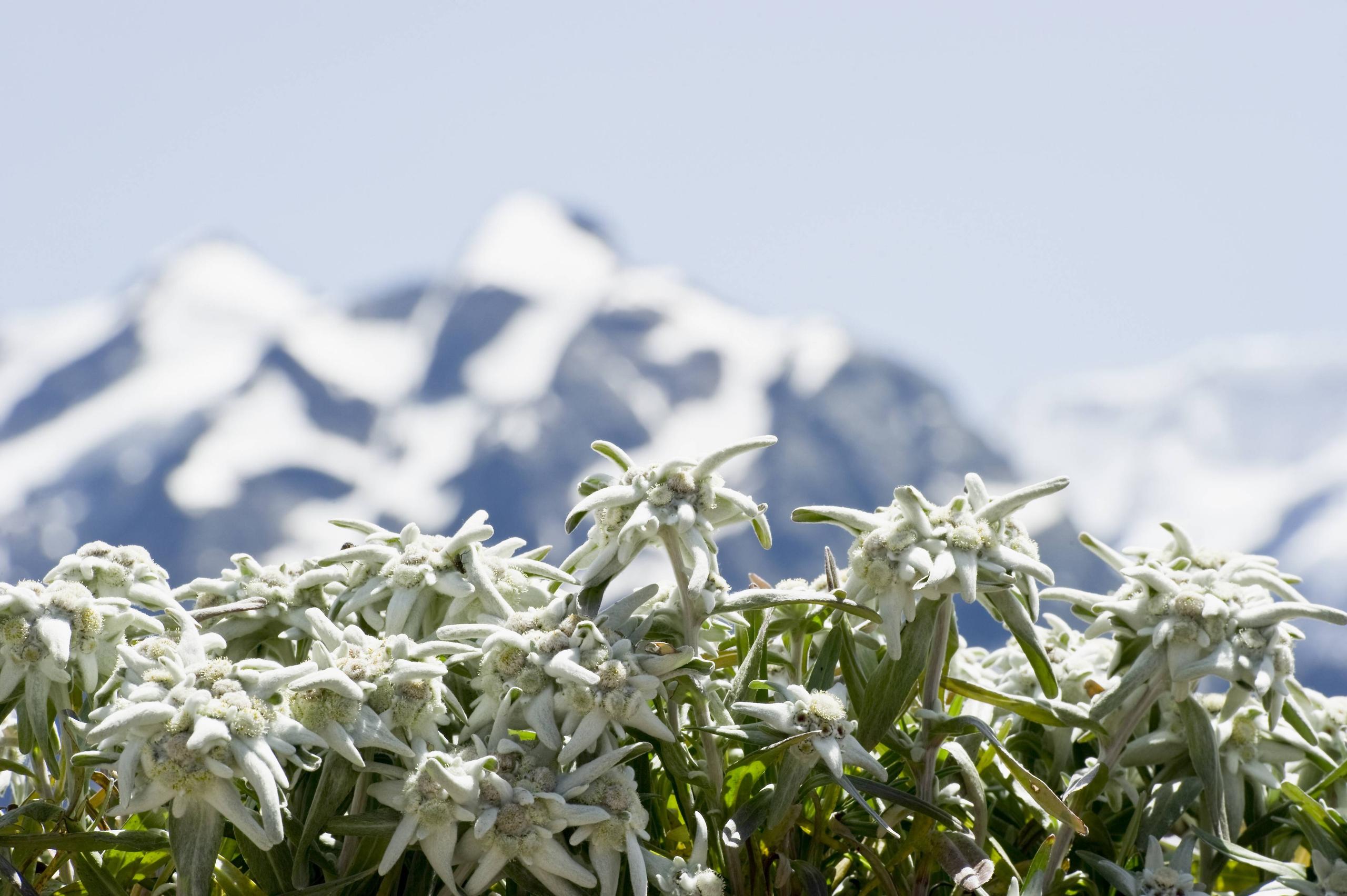 Rarefied beauty found in Alps and adverts - SWI swissinfo.ch