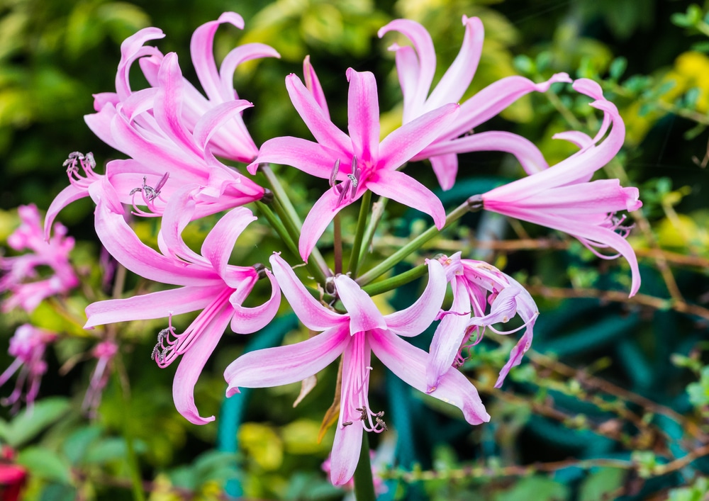 Guernsey Lily Plant Care & Growing Tips | Horticulture.co.uk