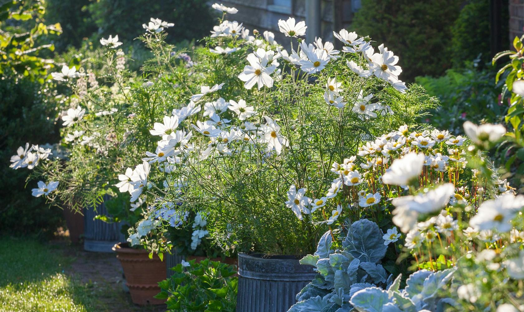 How to Plant, Grow & Care for Cosmos | Sarah Raven