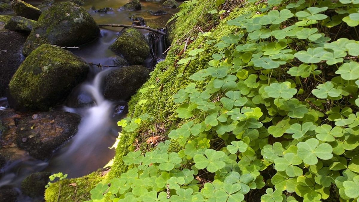 St. Patrick's Day 2010: Irish Shamrock Shortage & More