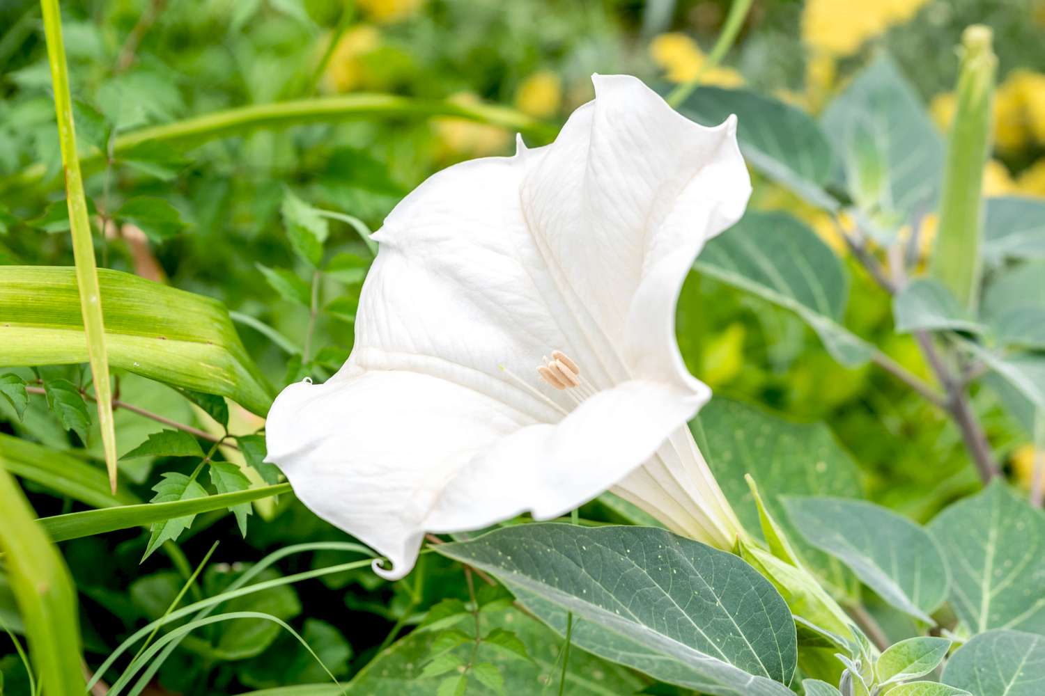 18 Surprising Facts About Moonflower - Facts.net