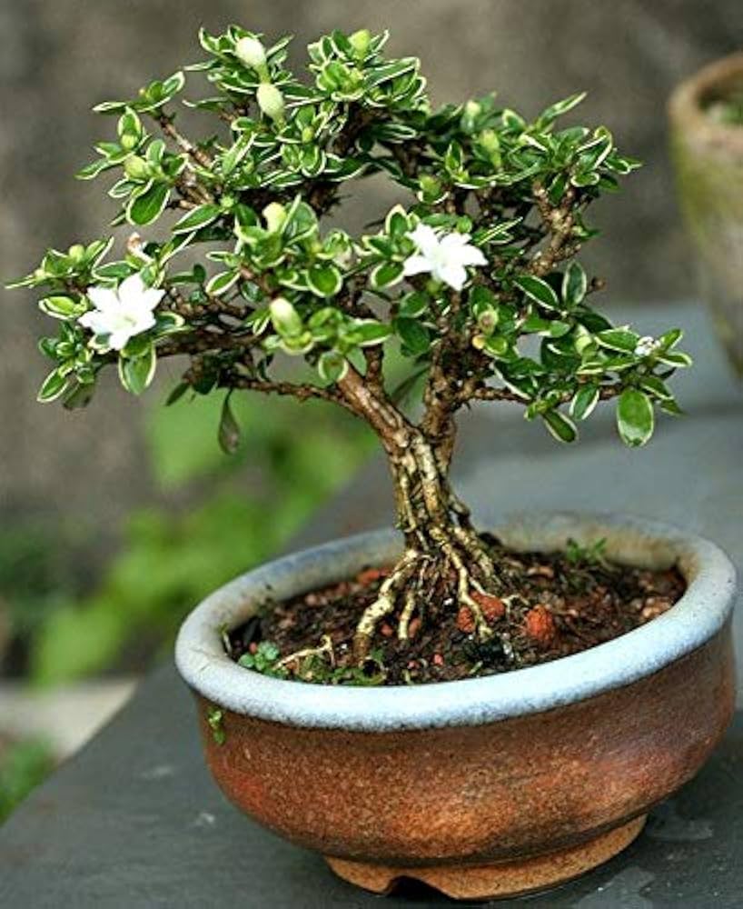 Green Paradise® Snow Rose Serissa Bonsai bonsai with ceramic bonsai pot