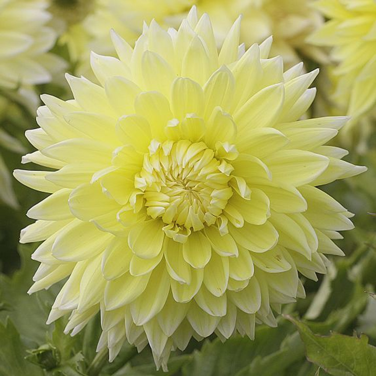 Dahlia Dinnerplate Kelvin Floodlight - 2 tuber clumps - Longfield Gardens