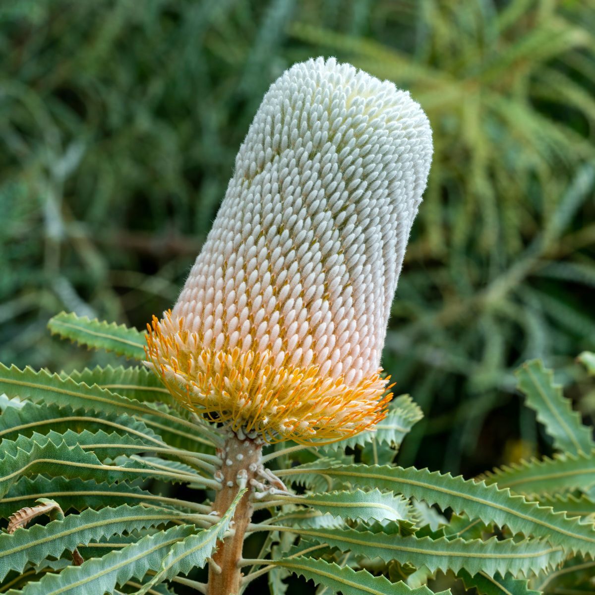 Banksia- Acorn Seeds | The Seed Collection