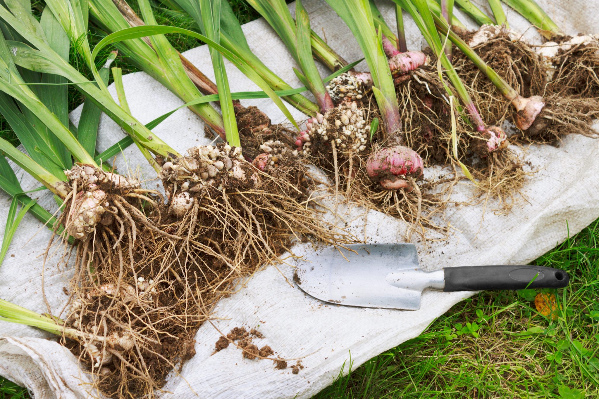 How to Plant and Grow Gladioli | INSTALL-IT-DIRECT